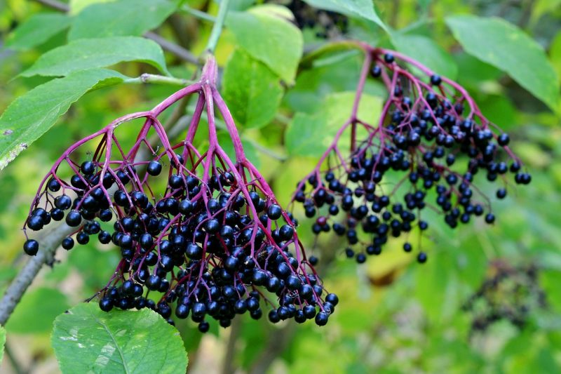rich dark fruits of the elder or elderberry