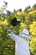 bww swarm in a tree being removed by a beekeeper