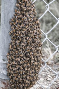 safely-remove-bee-swarm-savor-southwest