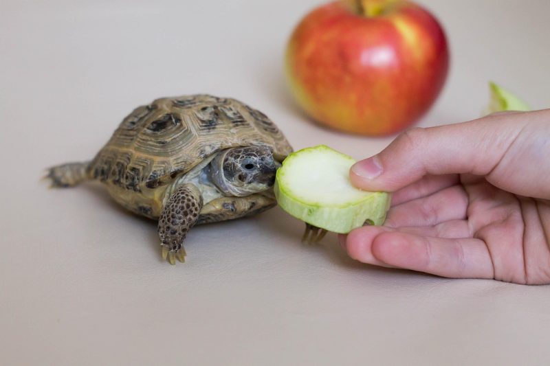 tortise eating mexican grey squash