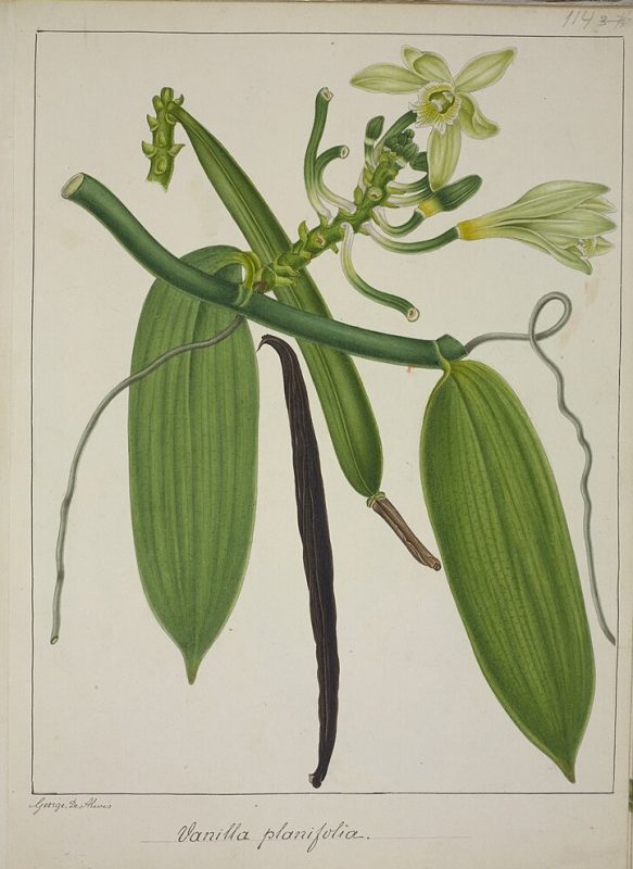 drawing of vanilla orchid