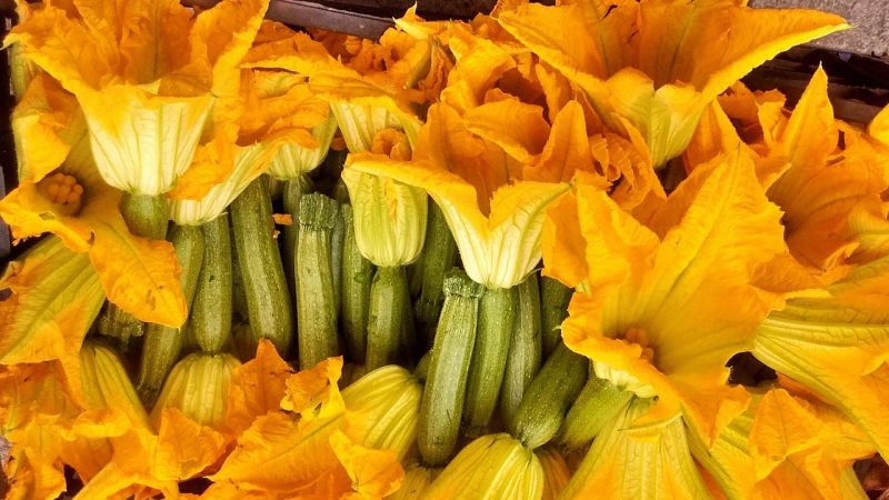 zucchini flowers