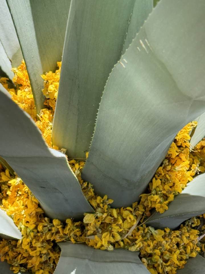 savor-the-southwest-palo-verde-flowers
