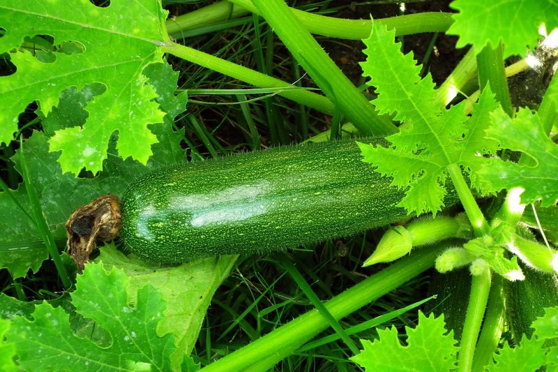 green zucchini